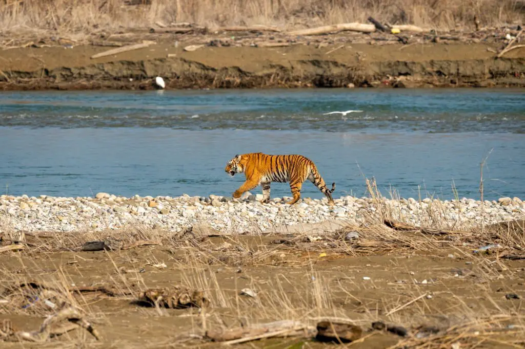 phato-zone-corbett-national-park